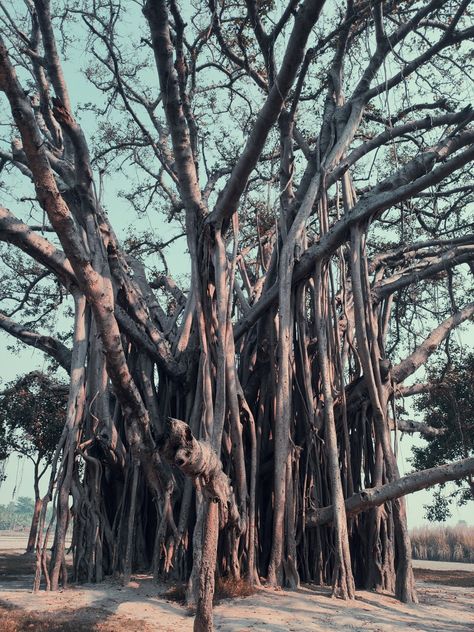 Tree Aesthetic, Banyan Tree, Tree Wallpaper, I Hope