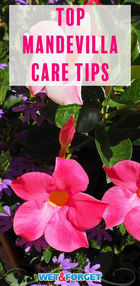 Learn how to grow and take care of mandevilla with these quick tips! Mandevilla Plants, Mandeville Plant, Mandevilla Vine, Patio Gardening, Garden Tropical, Decorative Plants, Easy Plants To Grow, Florida Gardening, Tropical Flower Plants