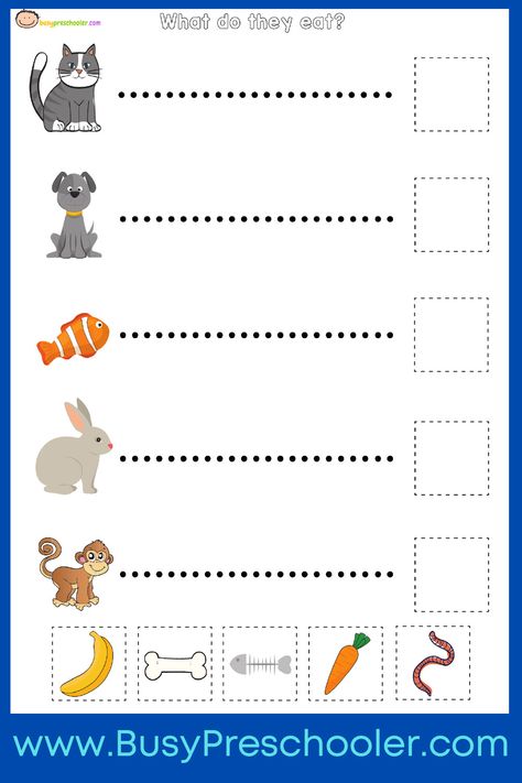 Use this free worksheet to match the animals to the food they eat. Animals Food Worksheet, Animals And Their Food Worksheet, What Do Animals Eat Worksheets, The Food We Eat Worksheet, What Animals Eat Worksheet, Animal Needs Worksheet, Uses Of Animals Worksheet, Feelings Activities Preschool, Alphabet Chart Printable