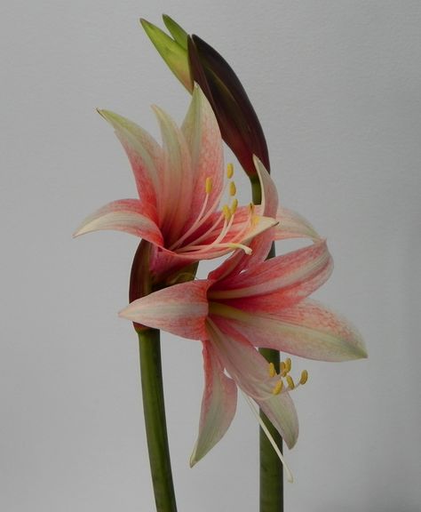 Amaryllis Flowers, Reference Pics, Big Flowers, Exotic Flowers, Ikebana, Pretty Flowers, Indoor Plants, Florist, Lotus