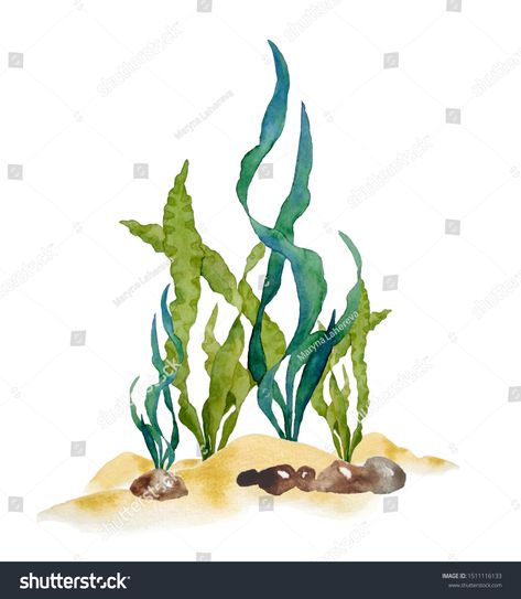 watercolor hand drawn illustration with green water seaweed algae marine environment cosmetics super food labels design packaging kelp laminaria spirulina healthy organic eating white background Royalty free image illustration How To Paint Seaweed, Algae Watercolor, Food Labels Design, Seaweed Painting, Watercolor Seaweed, Under The Sea Drawings, Organic Eating, Seaweed Art, Seafood Art