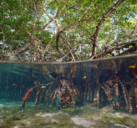 Red mangrove trees in the sea with their roots underwater stock image Mangrove Aesthetic, Mangrove Ecosystem, Ecosystem Project, Red Mangrove, Mangrove Trees, Mangrove Tree, Ocean Games, Ecosystems Projects, Game Art Environment