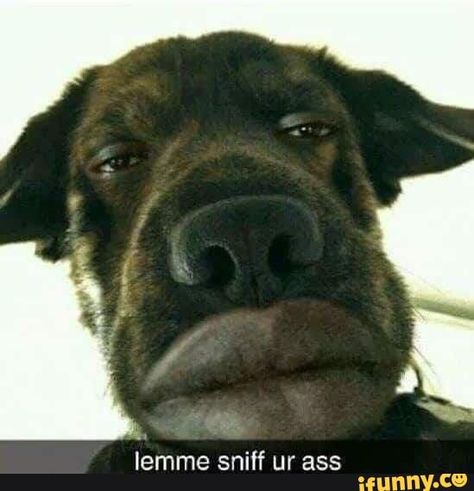 lemme sniff ur ass – popular memes on the site iFunny.co #animals #animalsnature #lemme #sniff #dog #facetime #reaction #ur #pic Memes, Funny