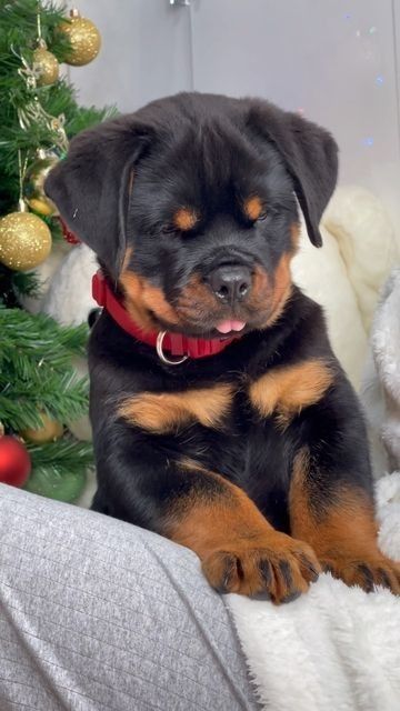 Cute Puppy Dogs, Very Cute Dogs Pets, Rotwiller Dog Puppies, Rotwellier Puppy, Rotwilers Puppys, Rotwiller Puppies, Fluffy Rottweiler, Rotwiller Dogs, Baby Rottweiler Puppies