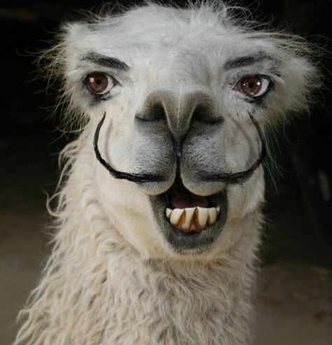 Dali Lama Funny Llama Pictures, Llama Pictures, Funny Animal Faces, Visual Puns, Funny Llama, Face Pictures, Animal Faces, Weird Animals, E Card