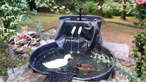 Duckponics system with a grow bed aka Aquackulture | Page 3 | BackYard Chickens - Learn How to Raise Chickens Duck Pond With Waterfall, Hatching Duck Eggs, Farm Ducks, Duck Pens, Backyard Ducks, Duck Coop, Raising Ducks, Aquaponics Fish, How To Raise Chickens