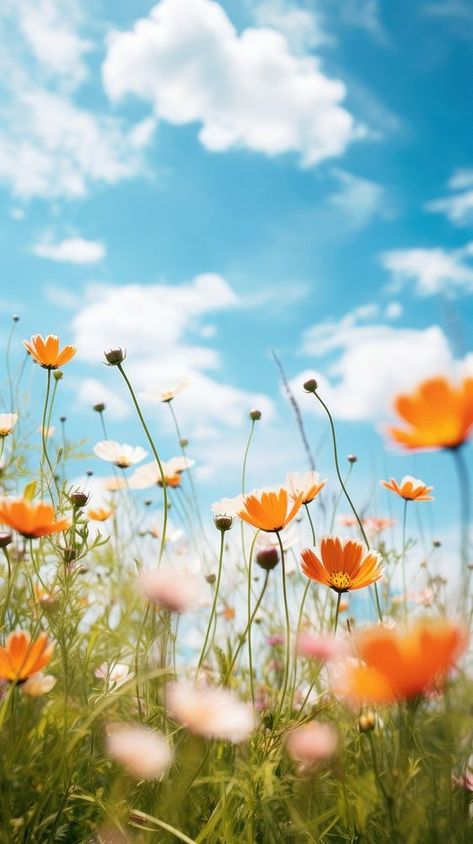 Wildflower field landscape sky grassland. | premium image by rawpixel.com Wallpaper Spring Iphone, Clouds Iphone Wallpaper, Iphone Wallpaper Spring, Spring Iphone Wallpaper, Pink Cosmos, Nice Designs, Field Landscape, Wildflower Field, Wallpapers For Mobile Phones