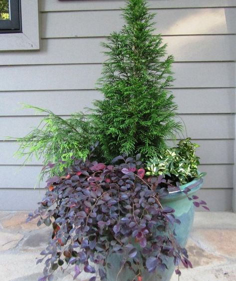 Winter Containers, Indoor Gardening Supplies, Winter Container Gardening, Emerald Green Arborvitae, Window Box Garden, Flower Containers, Planting Tips, Container Garden Design, One Year Later