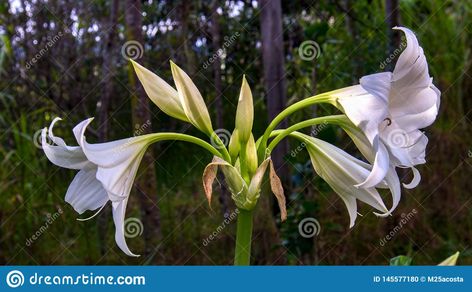 A Bouquet Of Madonna Lily Flowers Stock Photo - Image of leaf, bloom: 145577180 Madonna Lily, Lily Flowers, Leaf Images, Lily Flower, Madonna, Flowers Bouquet, Photo Image, Lily, Stock Photos