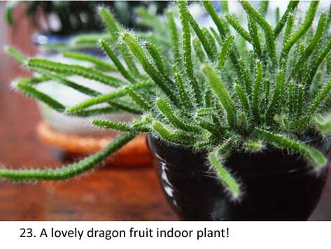 Growing Dragon Fruit, Grow Dragon Fruit, How To Grow Dragon Fruit, Dragon Fruit Tree, Dragon Fruit Cactus, Dragon Fruit Plant, Succulent Garden Indoor, Orchid Cactus, Household Plants