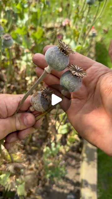 Tom Strowlger on Instagram: "Poppy pods 🌸

Shake, collect and sow elsewhere ready for next year. 

Please do watch and listen along 👍

#poppy #poppyflower #poppyfields #poppies #poppiesofinstagram #poppyflower #poppyseed #poppyseeds #poppyfield #poppylove #gardenwithtom" Poppy Pods, Poppy Field, July 28, Poppy Flower, Please Do, Poppies, On Instagram, Instagram