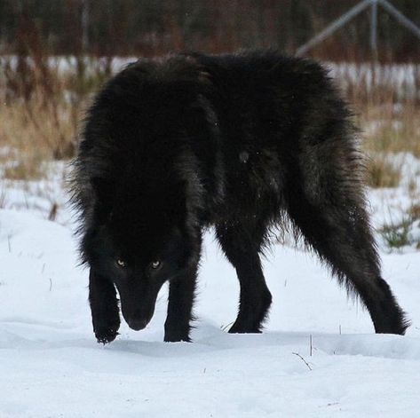 Werewolf Stories, Wolf Stuff, Alpha Wolf, Wolf Photos, Canine Art, Wolf Pictures, Pretty Dogs, Grey Wolf, Wolf Howling