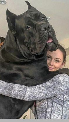 Big Cane Corso, Came Corso Dog, Cane Corso Cute, Cane Corso Aesthetic, Kane Corso, King Corso Dog, Cane Corso Kennel, Chien Cane Corso, Cane Corso Dog Breed