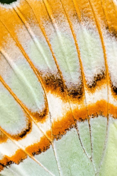 Insect Wings Aesthetic, Butterfly Wing Texture, Patterns In Nature Butterfly, Insects Pattern, Zoomed In Butterfly Wing, Textiles Butterfly, Foto Art, Natural Forms, Patterns In Nature