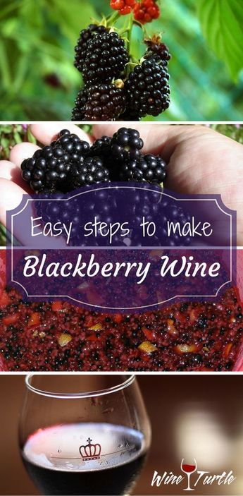 Blackberry Wine Recipe Easy, Blackberry Wine Recipe, Wine Fermentation, Wine Steak, Wine Making Recipes, Homemade Wine Recipes, Homemade Alcohol, Blackberry Wine, Homemade Liquor