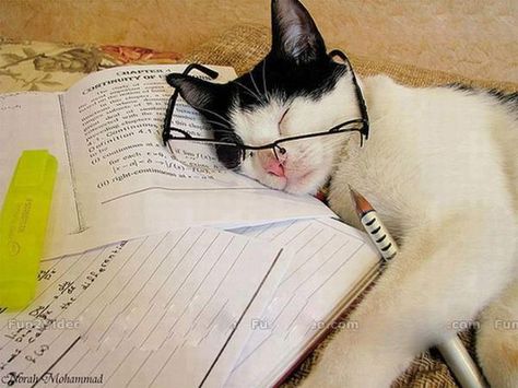 tired of studying Cat Work, Cat Reading, Cat Books, Wearing Glasses, Funny Cute Cats, Pretty Cats, Cute Little Animals, Beautiful Cats, Baby Cats