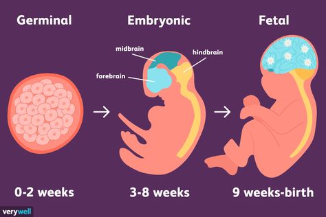 The stages of prenatal development represent a tremendous amount of change from conception to birth. Learn more about the science behind each stage. Prenatal Development Stages, Philippine Flag Wallpaper, Psychosocial Development, Prenatal Development, Psychology Notes, Relationship Stages, All About Pregnancy, Mental Health Facts, Fetal Development