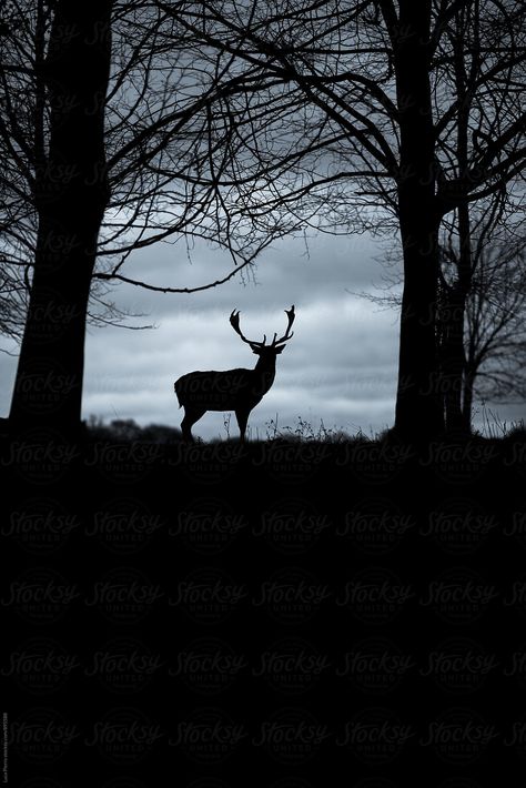 Silhouette of a beautiful deer in winter by Luca Pierro for Stocksy United Under Exposed Photography, Silhouette Animals, Sunset Paintings, Incredible Landscapes, Deer Wallpaper, Deer Photos, John Boy, Deer Pictures, Forest And Wildlife