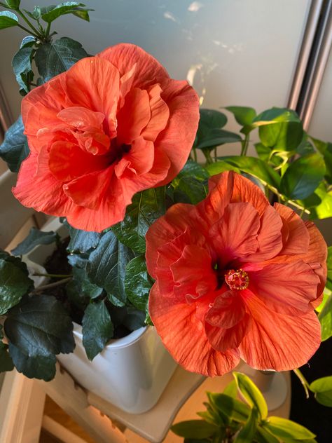 chinese rose finally blooming after lots of love given to it <3 #gardening #houseplants #hibiscus #hibiscusflower Hibiscus Flower, Lots Of Love, Hibiscus Flowers, Flowers Nature, In Bloom, Hibiscus, Of Love, Plants, Flowers