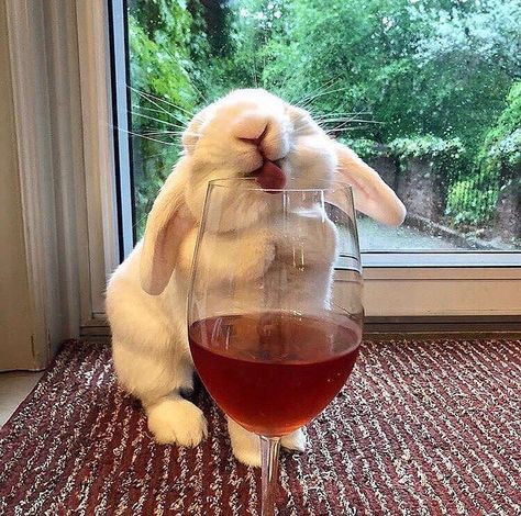 Instagram photo by Coming soon • Jun 8, 2019 at 9:38 AM Napa Valley Trip, Bunny Wallpaper, Drinking Wine, Mood Wallpaper, Bunny Lovers, Rabbit Art, All Things Cute, Baby Bunnies