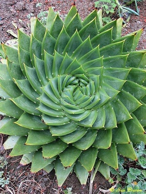 Plant database entry for Spiral Aloe (Aloe polyphylla) with 19 images, 3 comments, and 32 data details. Spiral Aloe, Succulent Landscaping, Unusual Plants, 수채화 그림, Maria Clara, Agaves, Cactus Y Suculentas, Cactus Garden, Plant Pictures