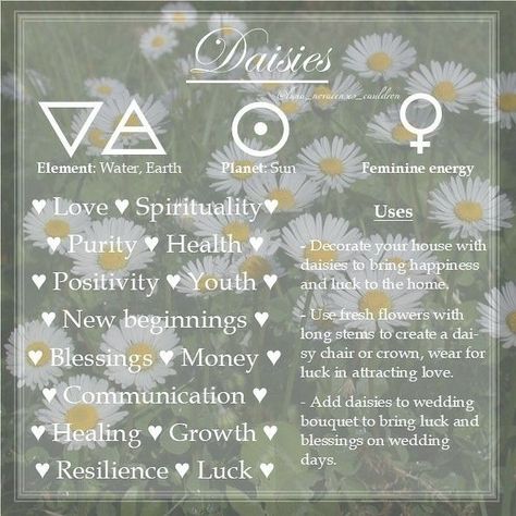 Correspondence of Daisies in relation to witchcraft Daisy Spiritual Meaning, Plant Correspondences Witchcraft, Herbs Properties Witchcraft, Flowers In Witchcraft, Daisy Witchcraft, Daisy Magical Properties, Beltane Ideas, Herb Correspondences, Healing Mandala