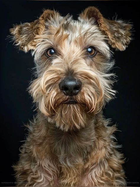 Dog Poses Reference Photo, Dog Portrait Photography, Pet Portraiture, Beautiful Dogs Photos, Animal Photography Wildlife, Lakeland Terrier, Cats Art Drawing, Dog Photograph, Dog Canvas