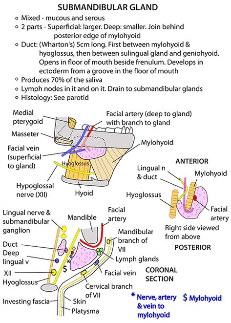 Instant Anatomy - Head and Neck - Areas/Organs - Salivary glands - Submandibular Salivary Glands Anatomy, Anatomy Of The Body, Anatomy Head, Salivary Glands, Medical Terminology Study, Dental Assistant Study, Medical Assistant Student, Head Anatomy, Gross Anatomy