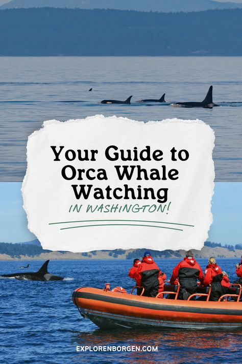 So you want to go Orca Whale Watching? Washington state is one of the best places to see marine wildlife and with their own resident orca whales, orca whale watching is a must-do activity when visiting. One of my favorite places to go whale watching in Washington is the San Juans. The San Juan Islands have plenty of whale-watching tours to choose from, but if you’re lucky you can also see the orcas from the ferry and even the shore of the different islands. Whale Watching Washington State, Whale Watching Cruise, Minke Whale, Friday Harbor, Gray Whale, Orcas Island, San Juan Island, Orca Whales, San Juan Islands