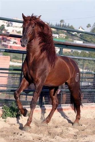 Most Beautiful Horses, Chestnut Horse, Most Beautiful Animals, Majestic Horse, Brown Horse, All The Pretty Horses, Horse Crazy, Horse Coloring, Pretty Horses