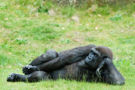 Female gorilla. Close up of a big female gorilla , #SPONSORED, #gorilla, #Female, #Close, #female, #big #ad Female Gorilla, Africa Vacation, Ape Monkey, Africa Tour, Great Ape, Animal Faces, Primates, Nature Animals, Stock Images