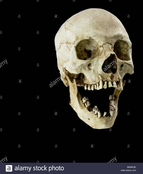 Fiberglass human skull with mouth wide open facing at a 45 degree angle Stock Photo Skull Open Mouth, Skull Photography, Human Skull Anatomy, Mouth Wide Open, Skull Anatomy, Head Anatomy, Skull Reference, Skeleton Anatomy, Skull Model