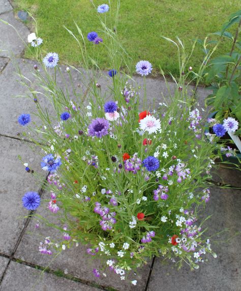 Wild Flower Garden, Wild Flower Seeds, Small Flower Gardens, Wild Flower Meadow, X Box, Tea Rooms, Wildlife Gardening, Pollinator Garden, Wildflower Garden