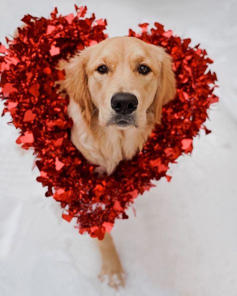 Dog Birthday Photoshoot, Holiday Dog Photos, Dog Photoshoot Pet Photography, Dog Christmas Photos, Puppy Valentines, Animal Photoshoot, Animal Inspiration, Valentine Photo Shoot, Love Affection