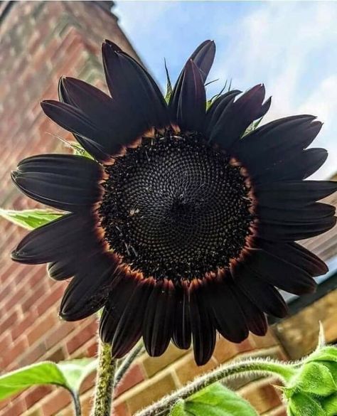 Black Sunflower, Gothic Flowers, Goth Garden, Gothic Garden, Sunflower Pictures, Black Flowers, Vibrant Flower, Big Flowers, Plant Growth