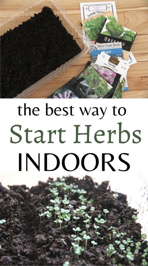 Starting herbs indoors from seed? Use this simple technique to get a better germination rate. How To Start Seeds Indoors, Starting Herbs From Seeds Indoors, When To Plant Herbs, How To Grow Herbs From Seeds, How To Grow Herbs Indoors, Growing Herbs From Seeds Indoors, Easy Herbs To Grow Indoors, Starting Seeds Indoors Diy, Seed Starting Mix Recipe