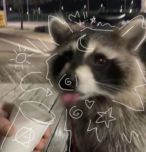 #fyp #racoon #slay #pfp #racoonpfp #therian #racoontherian #theriotype #therianthropy Silly Raccoon Pfp, Raccoon Therian Tips, Therian Raccoon, Racoon Pfp, Racoon Therian, Slay Pfp, 3 Raccoons, Raccoon Therian, Therian Art