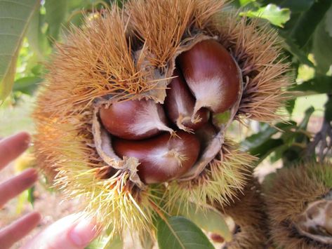 Chinese Chestnut, Chestnut Recipes, Wild Food Foraging, American Chestnut, Foraging Recipes, Sweet Chestnut, Horse Chestnut, Chestnut Trees, Horse Dressage