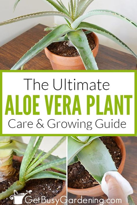 How To Plant Aloe Vera From Leaf, Repot Aloe Vera Plant, Aloe Vera Plant Care, Aloe Plant Care, Aloe Vera Plant Indoor, Plant Knowledge, Growing Aloe Vera, Aloe Vera Care, Backyard Homestead