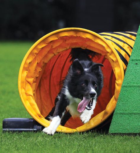 Dog Agility Aesthetic, Border Collie Agility, Extra Large Dog Breeds, Dog Agility Course, Types Of Dogs Breeds, Fit Dogs, Agility Training For Dogs, Dog Waiting, Elderly Dogs