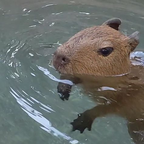 San Diego Zoo on Instagram: "(Coconut) dog paddle 🥥 Water you waiting for, dive in! The compact capys have begun their nautical expeditions, taking quick dips underwater and establishing their reputations as water pigs. Rodent you know, their webbed feet make for perfect paddles. #CoconutDog #WaterPig #Capybara #SanDiegoZoo" Capybara In Water, Cappy Berra, Quick Dips, Pig Waterer, Quick Dip, San Diego Zoo, Paddles, Rodents, Cuteness Overload