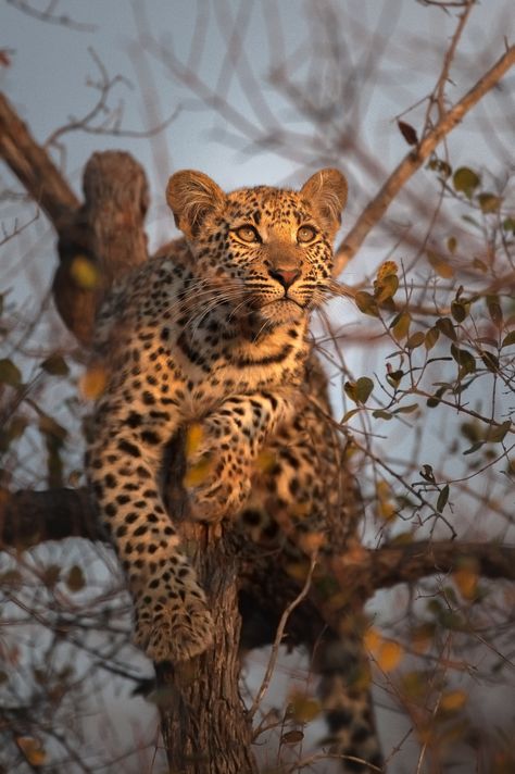 ~~Leopard Cub Mornings by Rudi Hulshof~~ Female Tiger, Female Leopard, Pretoria South Africa, Leopard Cub, Africa Animals, Wonderful Nature, Wild Creatures, Pretoria, Beautiful Picture