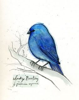 Indigo Bunting Indigo Bunting Tattoo, Indigo Bunting Bird Tattoo, Blue Wren Painting, Bluetit Illustration, Watercolor Bluejay, Bunting Bird, Blue Bunting, Flycatchers, Indigo Bunting