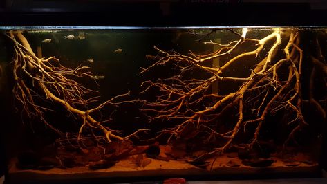 10 Gallon Aquascape, Aquascaping Ideas, Aqua Scape, Biotope Aquarium, Aquarium Inspiration, Fish Tank Themes, Fish Tank Terrarium, Aquascape Design, Fish Tank Design