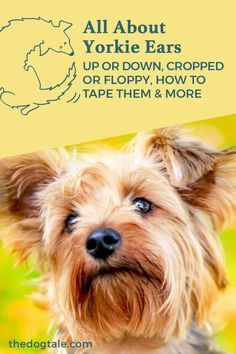 Haircuts For Yorkies With Floppy Ears, Yorkie With Floppy Ears, Yorkie Puppy Haircuts, Yorkie Puppy Training, Yorkie Puppy Care, Yorkie Training, Training Puppies, Yorkie Haircuts, Biewer Yorkie