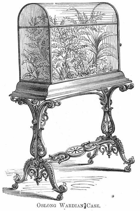 / wardian case / cabinet of curiosities / Victorian Terrariums, Victorian Drawing Room, Wardian Case, Victorian Parlor, Garden Terrarium, Bird Cages, Glass Case, Ex Libris, Exotic Plants