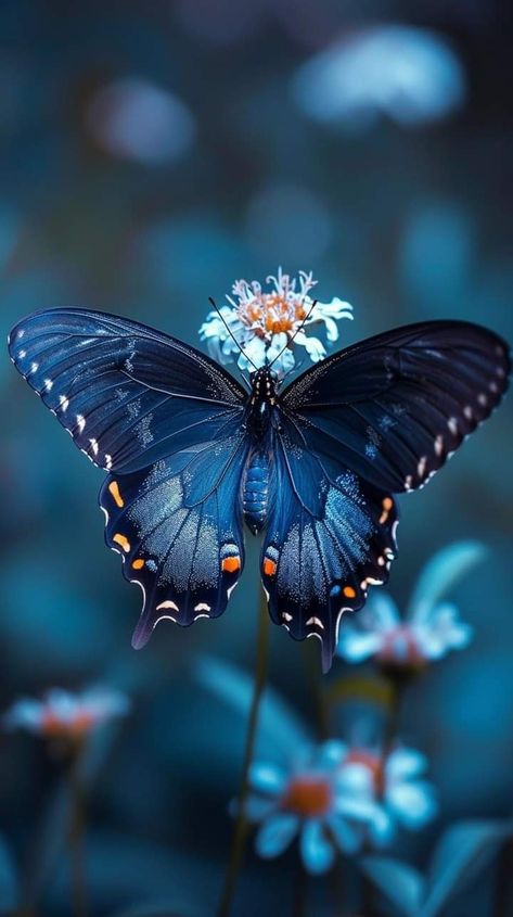 Butterfly Insect Photography, Natural Forms Butterfly, Images Of Butterflies, Real Butterfly Aesthetic, Butterfly Photography Nature, Butterflies On Flowers, Wild Butterfly, Butterflies Aesthetic, Cool Butterfly