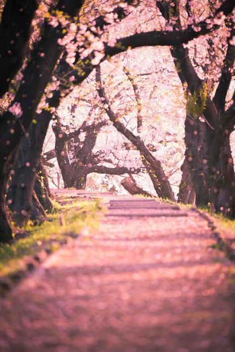 Sakura Drops (by Masato Mukoyama) Leaves Falling From Trees, Cherry Blossoms Falling, Falling Cherry Blossoms, Sakura Wallpaper, Kamisato Ayato, Class Inspiration, California Outdoor, Leaves Falling, Nature Picture