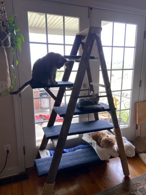 Ladder Cat Tree Diy, Cat Ladder Diy, Ladder Cat Tree, Magical Apartment, Ladder Diy, Cat Room Decor, Cat Tree Designs, Cat Ladder, Camping With Cats