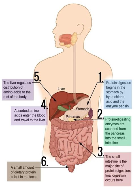 Digestion Diagram, Digestive System Model, Digestion And Absorption, Neet Notes, Human Body Facts, Nursing School Motivation, Help Digestion, Digestion Process, Human Anatomy And Physiology